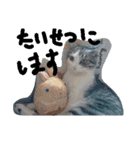 catheart（個別スタンプ：3）