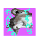 catheart（個別スタンプ：4）
