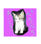 catheart（個別スタンプ：5）