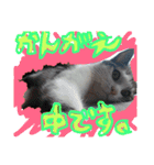 catheart（個別スタンプ：11）