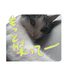 catheart（個別スタンプ：12）