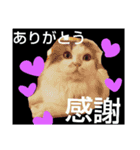 catheart（個別スタンプ：14）