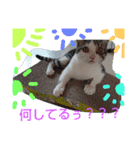 catheart（個別スタンプ：16）
