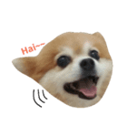 Pom＆Corgi（個別スタンプ：1）