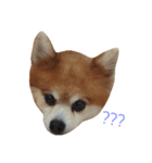 Pom＆Corgi（個別スタンプ：2）