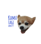 Pom＆Corgi（個別スタンプ：3）