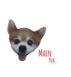 Pom＆Corgi（個別スタンプ：4）