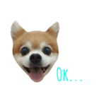 Pom＆Corgi（個別スタンプ：5）
