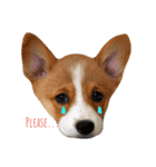 Pom＆Corgi（個別スタンプ：6）