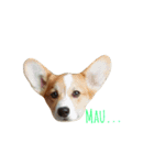 Pom＆Corgi（個別スタンプ：7）