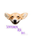 Pom＆Corgi（個別スタンプ：8）