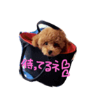chibichan03（個別スタンプ：3）