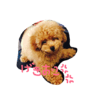 chibichan03（個別スタンプ：8）