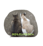 居候ネコ（個別スタンプ：5）