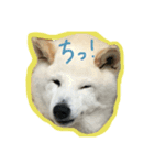 ジョジワンワン（個別スタンプ：1）