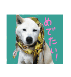 ジョジワンワン（個別スタンプ：2）