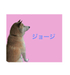 ジョジワンワン（個別スタンプ：3）