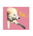 ジョジワンワン（個別スタンプ：5）
