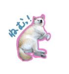 ジョジワンワン（個別スタンプ：6）