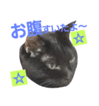 黒猫ロキさん（個別スタンプ：1）