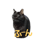 黒猫ロキさん（個別スタンプ：2）