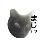 黒猫ロキさん（個別スタンプ：3）
