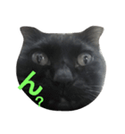 黒猫ロキさん（個別スタンプ：5）