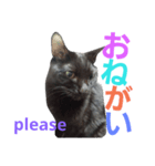 黒猫ロキさん（個別スタンプ：6）