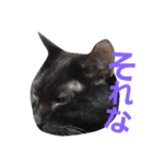 黒猫ロキさん（個別スタンプ：7）