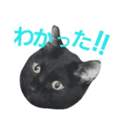 黒猫ロキさん（個別スタンプ：9）