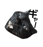 黒猫ロキさん（個別スタンプ：11）