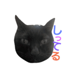 黒猫ロキさん（個別スタンプ：12）