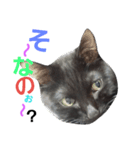 黒猫ロキさん（個別スタンプ：13）