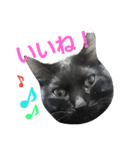 黒猫ロキさん（個別スタンプ：14）
