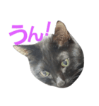 黒猫ロキさん（個別スタンプ：15）
