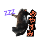 黒猫ロキさん（個別スタンプ：16）