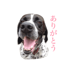 ポインターたわし（個別スタンプ：1）