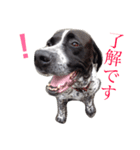 ポインターたわし（個別スタンプ：4）