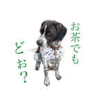 ポインターたわし（個別スタンプ：7）