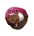 Guinea piga.（個別スタンプ：10）