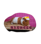 Guinea piga.（個別スタンプ：16）