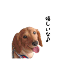 DACHS circle of friends 5（個別スタンプ：1）