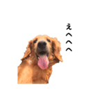 DACHS circle of friends 5（個別スタンプ：21）