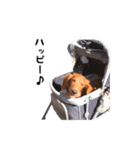 DACHS circle of friends 5（個別スタンプ：24）