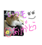 shunchan 2（個別スタンプ：4）