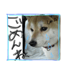 shunchan 2（個別スタンプ：6）