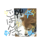 shunchan 2（個別スタンプ：7）