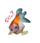 金魚のぽんちゃんと仲間達（個別スタンプ：1）