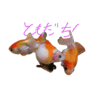金魚のぽんちゃんと仲間達（個別スタンプ：4）