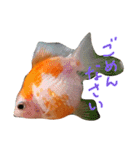 金魚のぽんちゃんと仲間達（個別スタンプ：5）